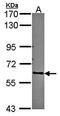 Rho guanine nucleotide exchange factor 5 antibody, orb69968, Biorbyt, Western Blot image 