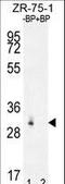 RAB40A Like antibody, LS-C162385, Lifespan Biosciences, Western Blot image 