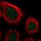 Paralemmin-3 antibody, NBP2-30529, Novus Biologicals, Immunofluorescence image 