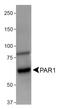 PAR-1 antibody, NBP1-71770, Novus Biologicals, Western Blot image 