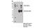 Sn1-specific diacylglycerol lipase alpha antibody, 13626S, Cell Signaling Technology, Immunoprecipitation image 