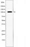 Solute Carrier Family 4 Member 11 antibody, orb227025, Biorbyt, Western Blot image 