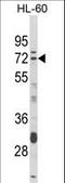 Deltex E3 Ubiquitin Ligase 4 antibody, LS-C167560, Lifespan Biosciences, Western Blot image 