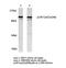 BCAR1 Scaffold Protein, Cas Family Member antibody, LS-C175858, Lifespan Biosciences, Western Blot image 