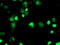 ERCC Excision Repair 4, Endonuclease Catalytic Subunit antibody, M01993-1, Boster Biological Technology, Immunofluorescence image 