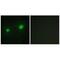 Lysine Acetyltransferase 7 antibody, A03896, Boster Biological Technology, Immunofluorescence image 