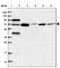 Minichromosome Maintenance Complex Binding Protein antibody, NBP1-90746, Novus Biologicals, Western Blot image 