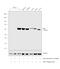 Early Growth Response 1 antibody, MA5-15008, Invitrogen Antibodies, Western Blot image 