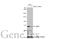 Baculoviral IAP Repeat Containing 2 antibody, GTX635979, GeneTex, Western Blot image 