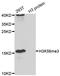 Histone Cluster 3 H3 antibody, orb373587, Biorbyt, Western Blot image 