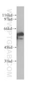 ETS Variant 5 antibody, 13011-1-AP, Proteintech Group, Western Blot image 
