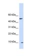 ERH MRNA Splicing And Mitosis Factor antibody, orb330543, Biorbyt, Western Blot image 