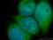 Cyclin D2 antibody, 10934-1-AP, Proteintech Group, Immunofluorescence image 