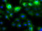 Keratin, type II cytoskeletal 8 antibody, TA500021, Origene, Immunofluorescence image 