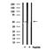 SCARA1 antibody, GTX03371, GeneTex, Western Blot image 