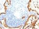 Keratin 8 antibody, V3068IHC-7ML, NSJ Bioreagents, Immunohistochemistry frozen image 