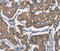 Sepiapterin Reductase antibody, MBS2519699, MyBioSource, Immunohistochemistry frozen image 
