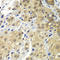 Small glutamine-rich tetratricopeptide repeat-containing protein alpha antibody, LS-C346349, Lifespan Biosciences, Immunohistochemistry frozen image 
