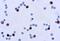 Adenovirus antibody, NB120-3648, Novus Biologicals, Immunohistochemistry paraffin image 