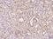 Fibronectin Leucine Rich Transmembrane Protein 1 antibody, 200387-T10, Sino Biological, Immunohistochemistry frozen image 