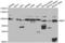 Inner Membrane Mitochondrial Protein antibody, abx002081, Abbexa, Western Blot image 