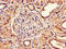 NADH dehydrogenase [ubiquinone] iron-sulfur protein 4, mitochondrial antibody, orb400888, Biorbyt, Immunohistochemistry paraffin image 