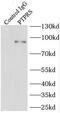 Protein Tyrosine Phosphatase Receptor Type S antibody, FNab06948, FineTest, Immunoprecipitation image 