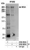 MAD5 antibody, A302-865A, Bethyl Labs, Immunoprecipitation image 