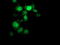 Ganglioside Induced Differentiation Associated Protein 1 Like 1 antibody, TA503224, Origene, Immunofluorescence image 