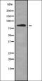Phospholipase C Delta 1 antibody, orb337827, Biorbyt, Western Blot image 