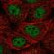 Cyclin L2 antibody, NBP2-47497, Novus Biologicals, Immunofluorescence image 