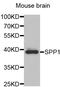 Secreted Phosphoprotein 1 antibody, A1361, ABclonal Technology, Western Blot image 