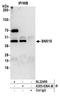 Sorting Nexin 15 antibody, A305-639A-M, Bethyl Labs, Immunoprecipitation image 