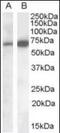 Cell Adhesion Molecule 4 antibody, orb89329, Biorbyt, Western Blot image 