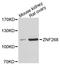 Zinc Finger Protein 268 antibody, LS-C747974, Lifespan Biosciences, Western Blot image 
