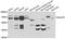 Polypeptide N-Acetylgalactosaminyltransferase 2 antibody, A6910, ABclonal Technology, Western Blot image 