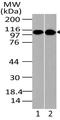 Importin 9 antibody, A10216, Boster Biological Technology, Western Blot image 