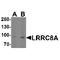 Leucine Rich Repeat Containing 8 VRAC Subunit A antibody, TA349190, Origene, Western Blot image 