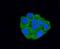 Peroxiredoxin Like 2A antibody, NBP2-75486, Novus Biologicals, Immunofluorescence image 