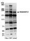Kinetochore-associated protein 1 antibody, A301-712A, Bethyl Labs, Western Blot image 