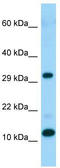 Ribosomal Protein L34 antibody, TA338353, Origene, Western Blot image 