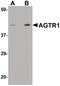 Angiotensin II type-1 receptor antibody, PA5-20812, Invitrogen Antibodies, Western Blot image 