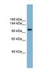 ATP Citrate Lyase antibody, orb330254, Biorbyt, Western Blot image 