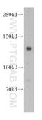 Caspase Recruitment Domain Family Member 6 antibody, 18029-1-AP, Proteintech Group, Western Blot image 
