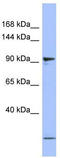 Proteasome 26S Subunit, Non-ATPase 1 antibody, TA342174, Origene, Western Blot image 