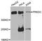 Protein Kinase, DNA-Activated, Catalytic Subunit antibody, A7716, ABclonal Technology, Western Blot image 