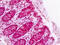 Cytoplasmic Linker Associated Protein 2 antibody, MBS248229, MyBioSource, Immunohistochemistry frozen image 