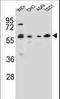 Centrosomal protein of 70 kDa antibody, LS-C168681, Lifespan Biosciences, Western Blot image 