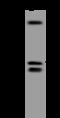 Ethylmalonyl-CoA Decarboxylase 1 antibody, 206282-T46, Sino Biological, Western Blot image 