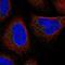 Solute Carrier Family 7 Member 9 antibody, NBP1-92409, Novus Biologicals, Immunofluorescence image 